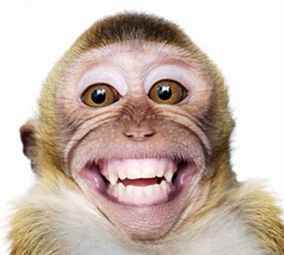 cute-baby-monkey-pictures-smiling-monkey-picture