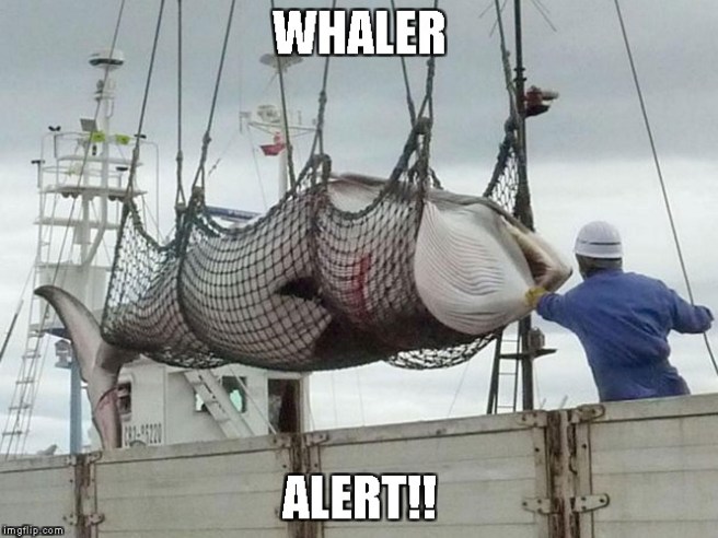 whaler.jpg