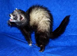 03fd182aa688476b9f94031c7590f9da