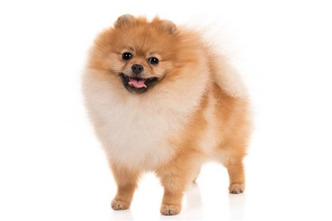 Pomeranian-On-White-01