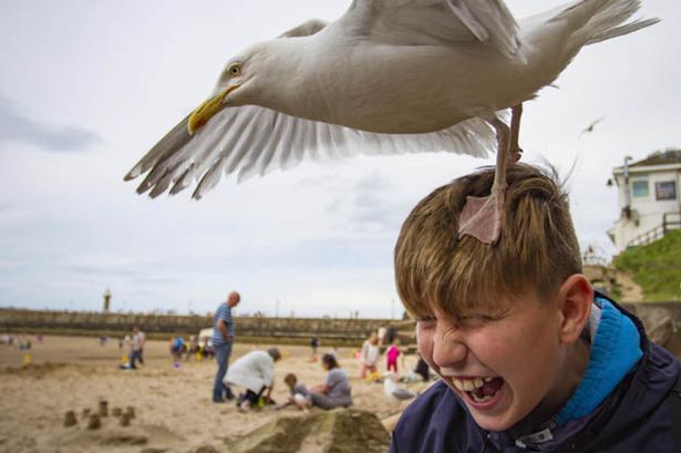 2_Brexit-agressive-seagulls-attack-586835