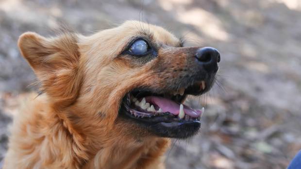 ipanews_b4ea344d-c95a-4bfd-9e3c-6d04bd25acb2_1